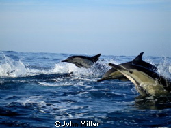 Three Common Dolphins during the Sardine run on the Natal... by John Miller 